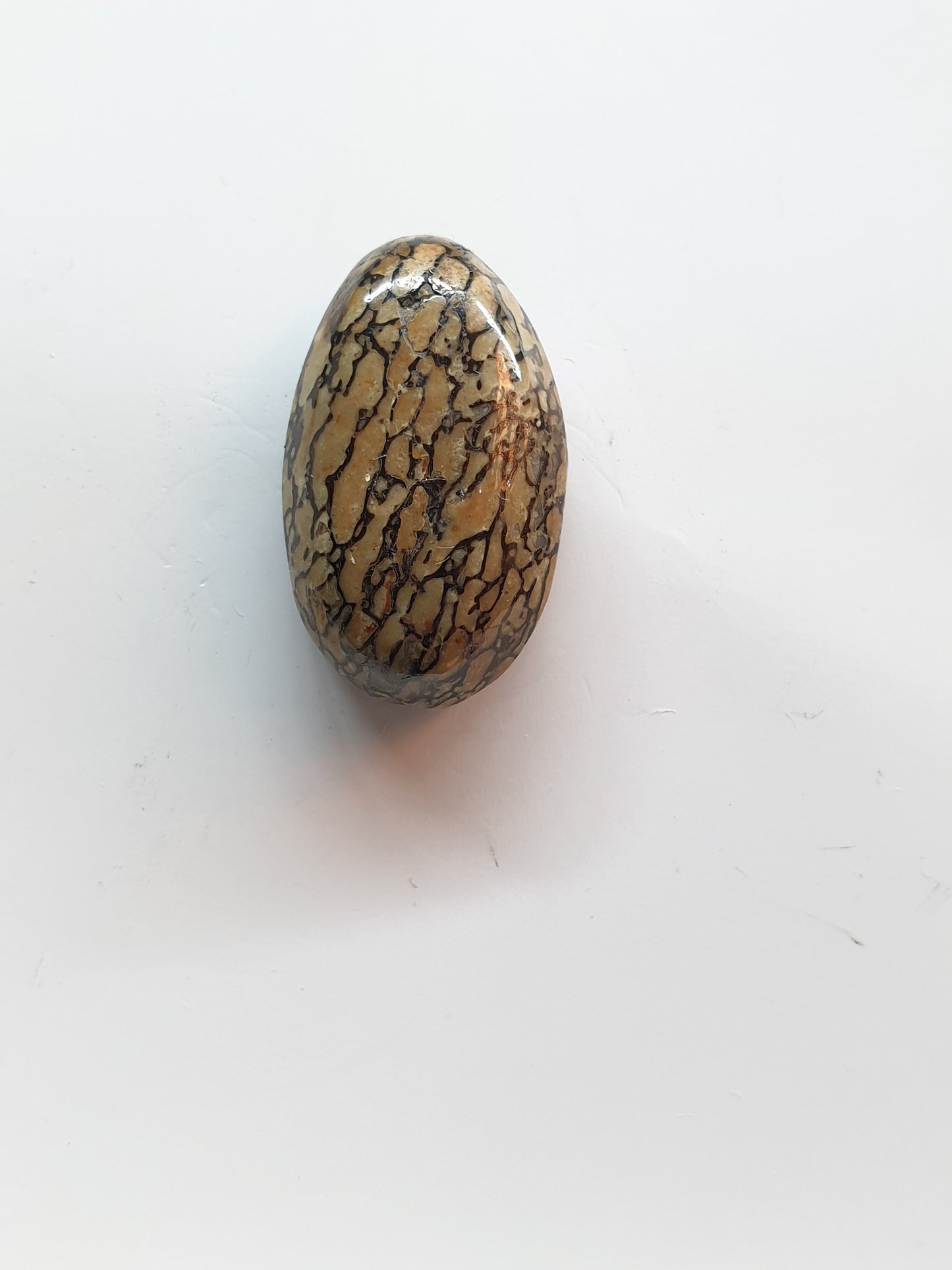 Fossilised gembone cabochon - Brighton Gemstones