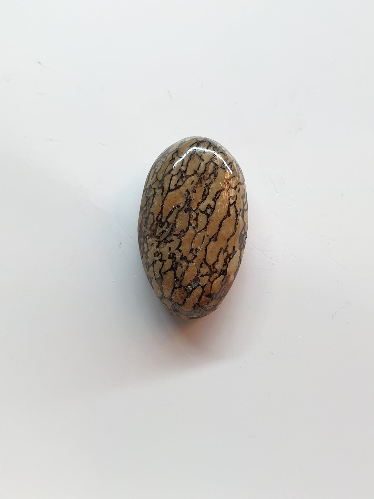 Fossilised gembone cabochon - Brighton Gemstones