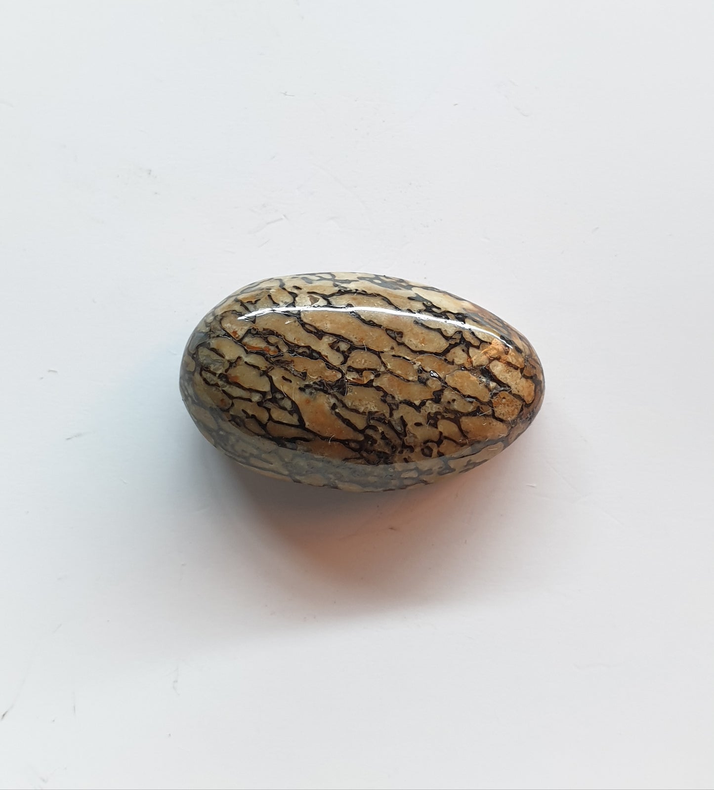 Fossilised gembone cabochon - Brighton Gemstones