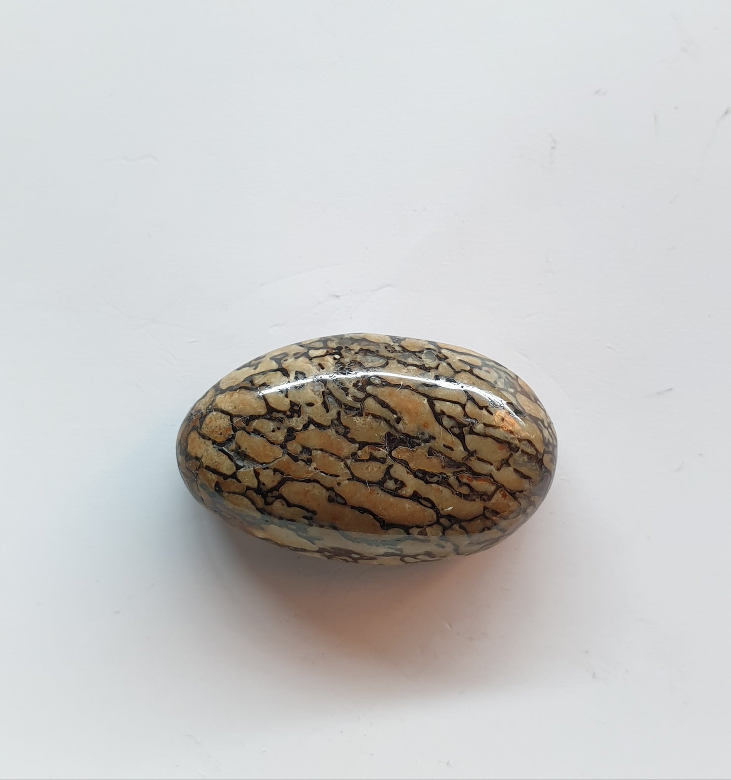 Fossilised gembone cabochon - Brighton Gemstones