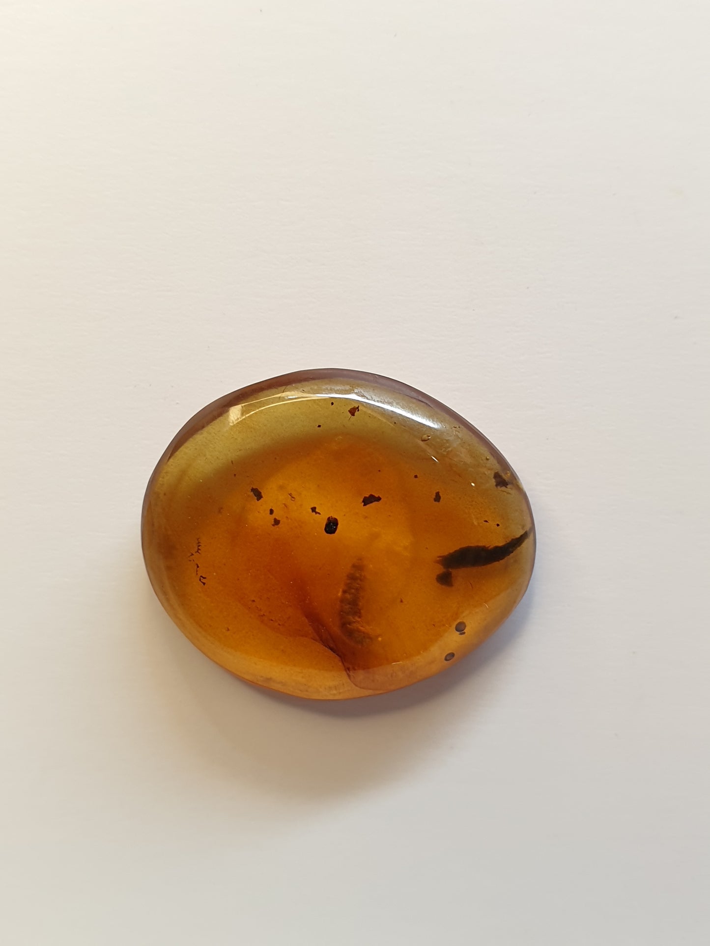 Burmese amber cabochon with Termite inside - Brighton Gemstones