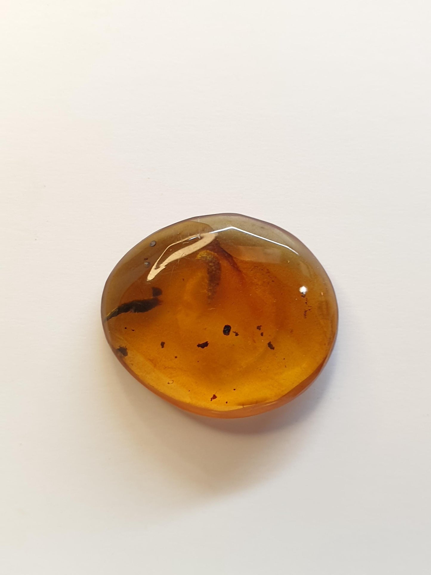 Burmese amber cabochon with Termite inside