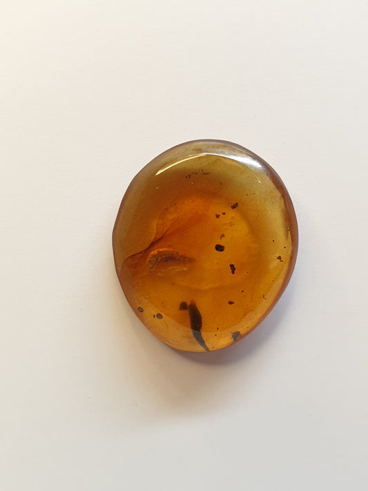 Burmese amber cabochon with Termite inside
