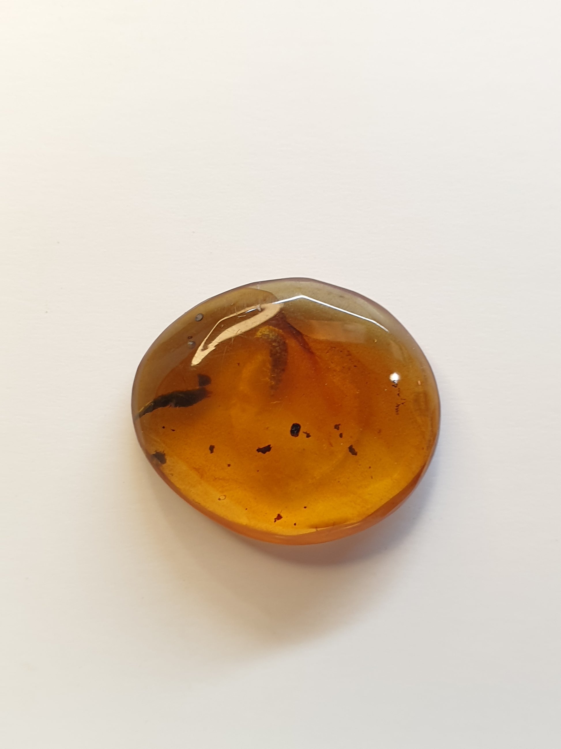 Burmese amber cabochon with Termite inside - Brighton Gemstones