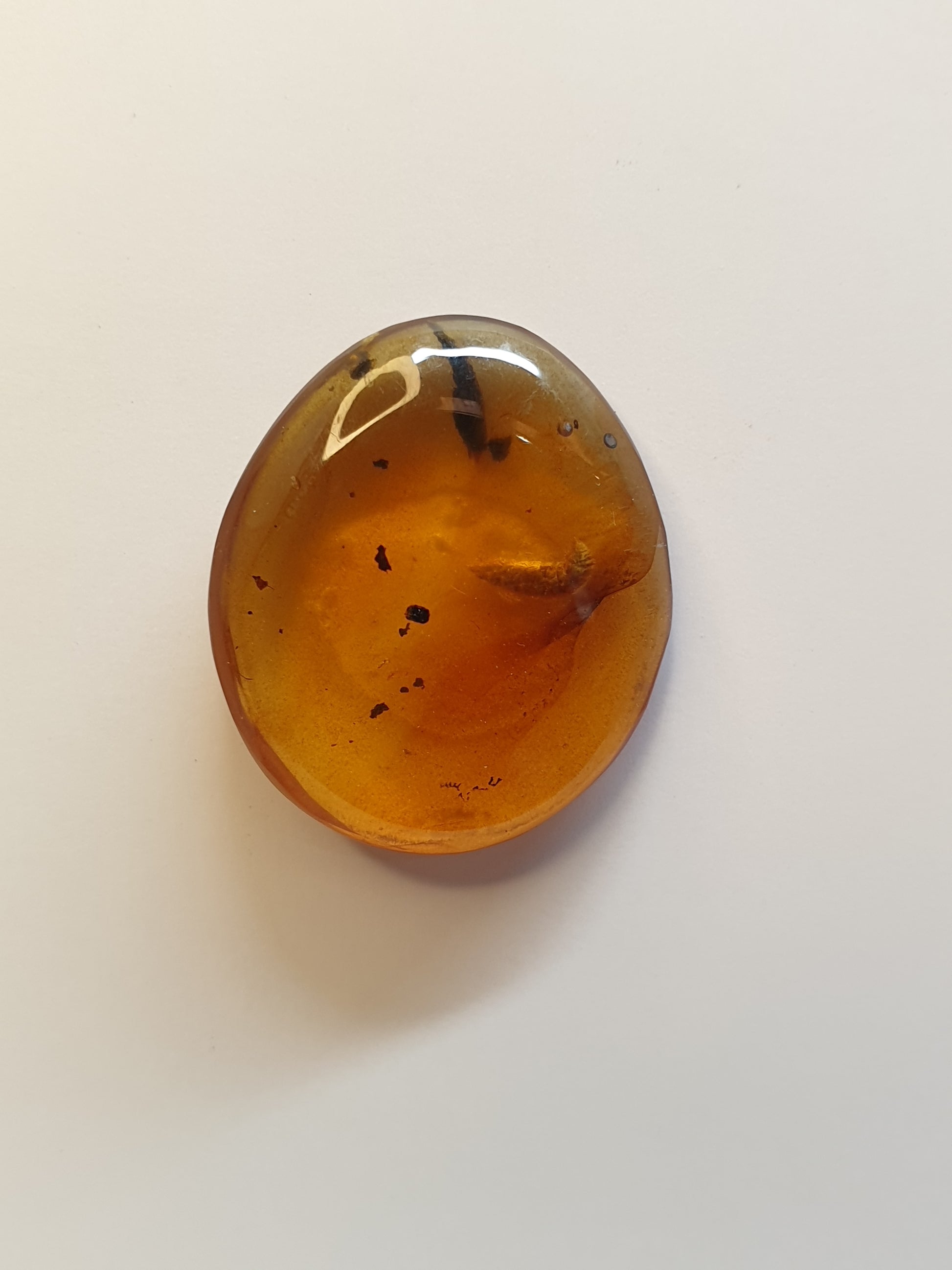 Burmese amber cabochon with Termite inside - Brighton Gemstones