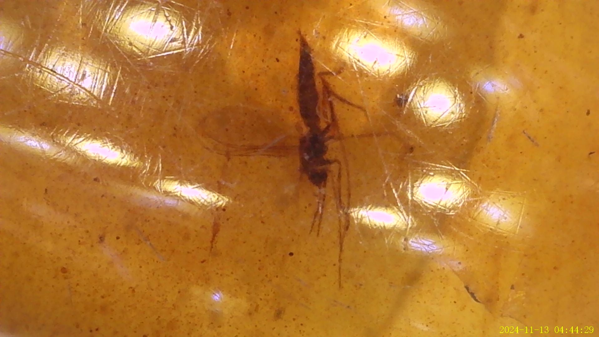 Burmese amber cabochon with fly inside - Brighton Gemstones