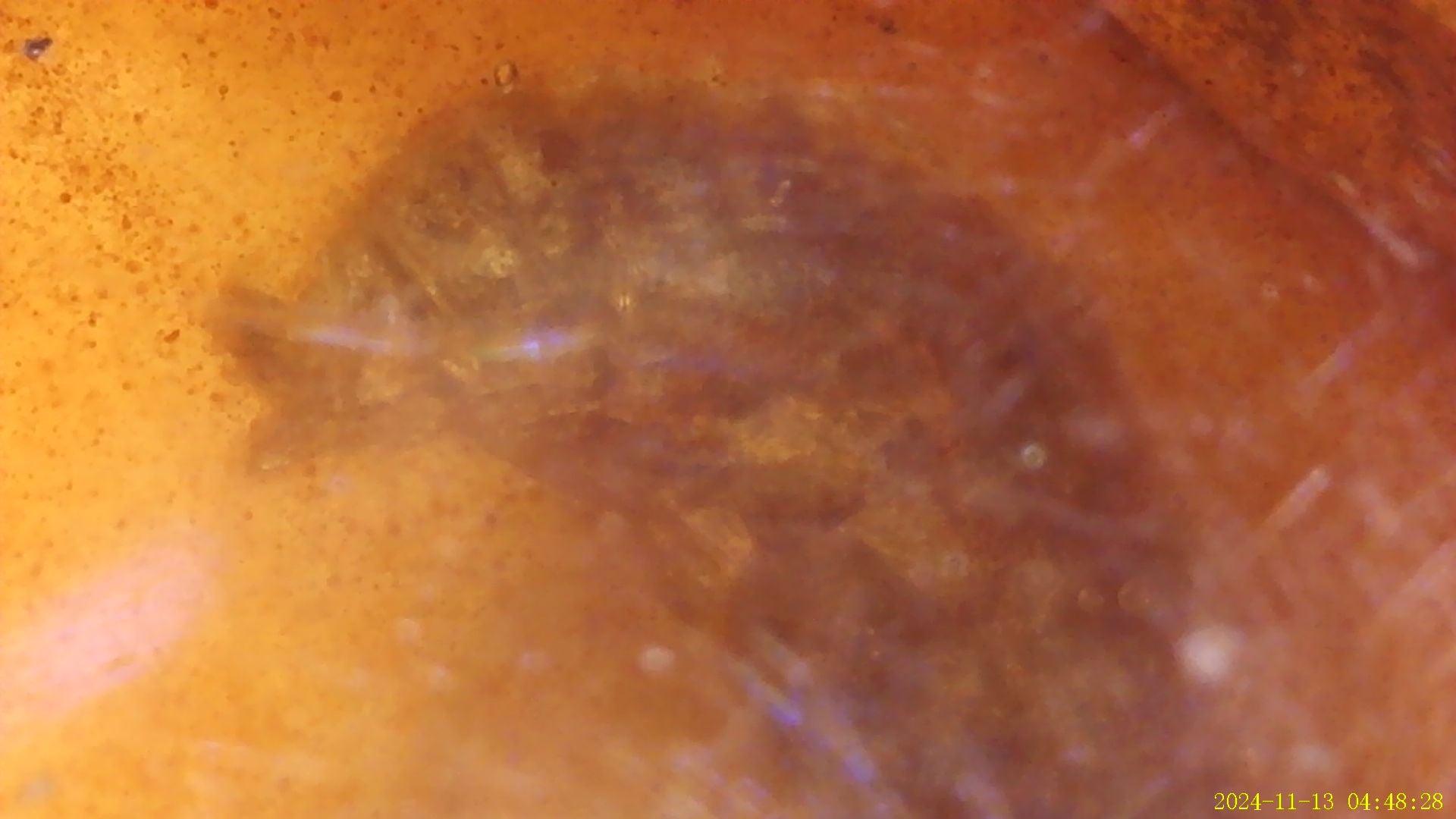 Burmese amber cabochon with Termite inside - Brighton Gemstones