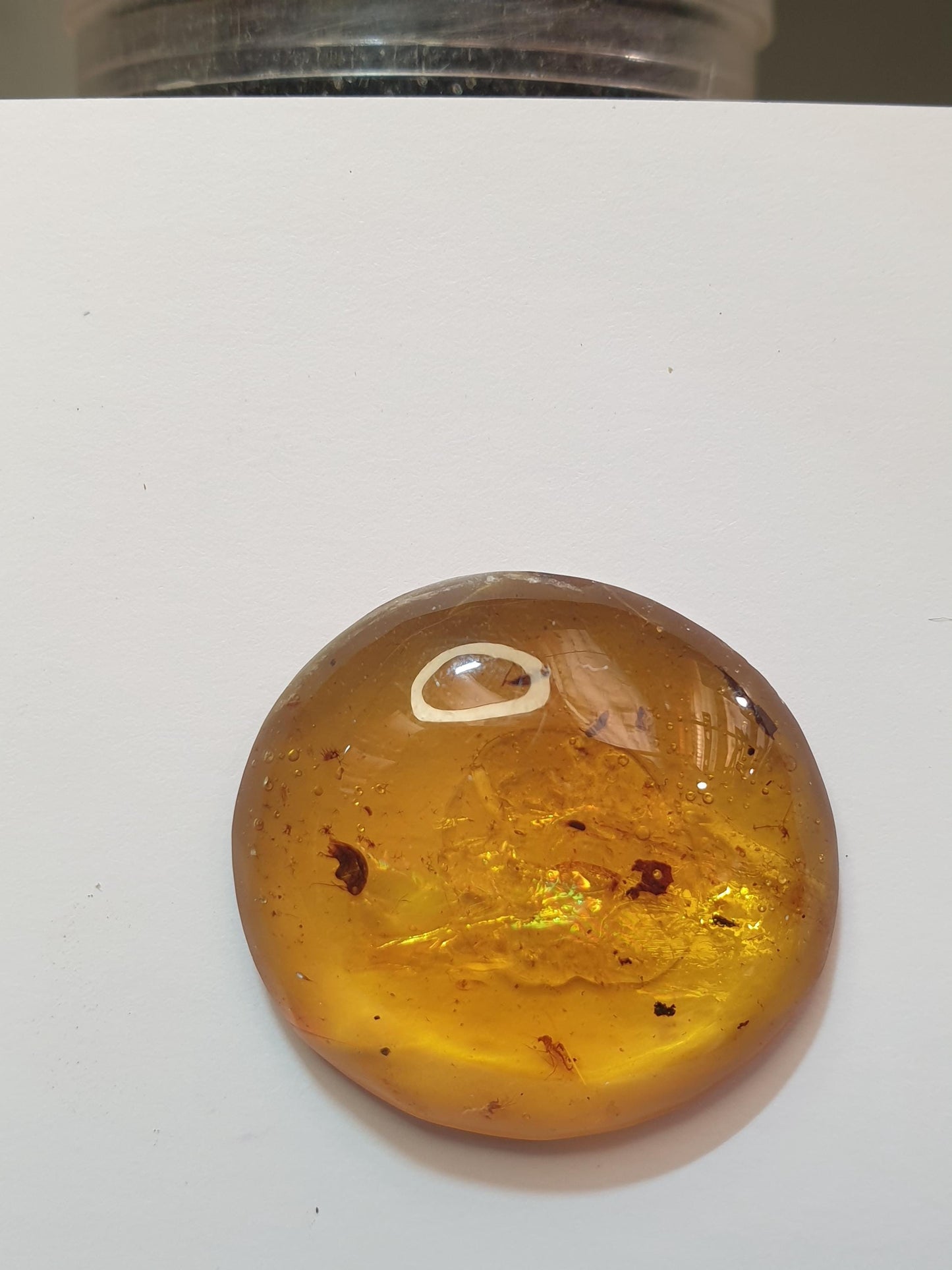 Burmese amber cabochon with multiple insect and plant inclusions