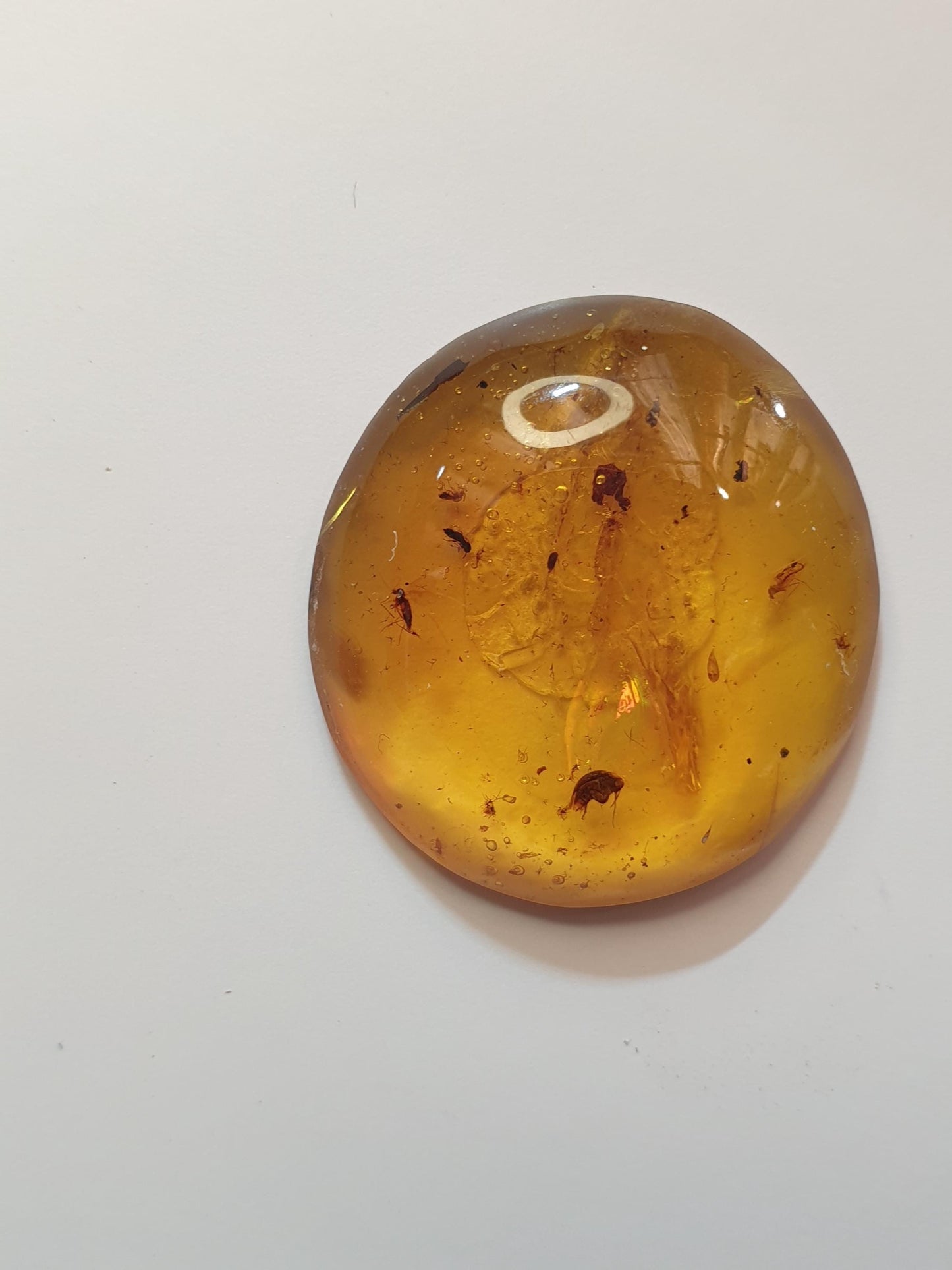 Burmese amber cabochon with multiple insect and plant inclusions