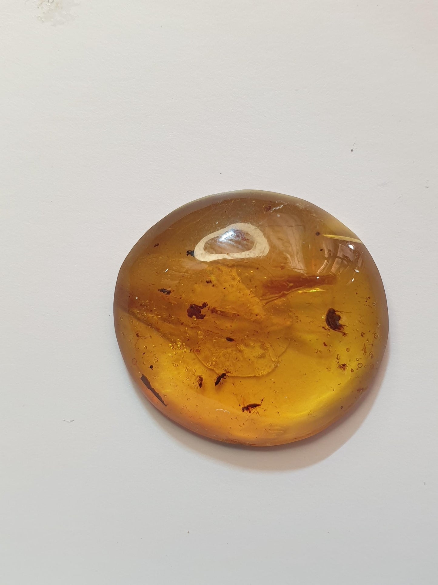 Burmese amber cabochon with multiple insect and plant inclusions