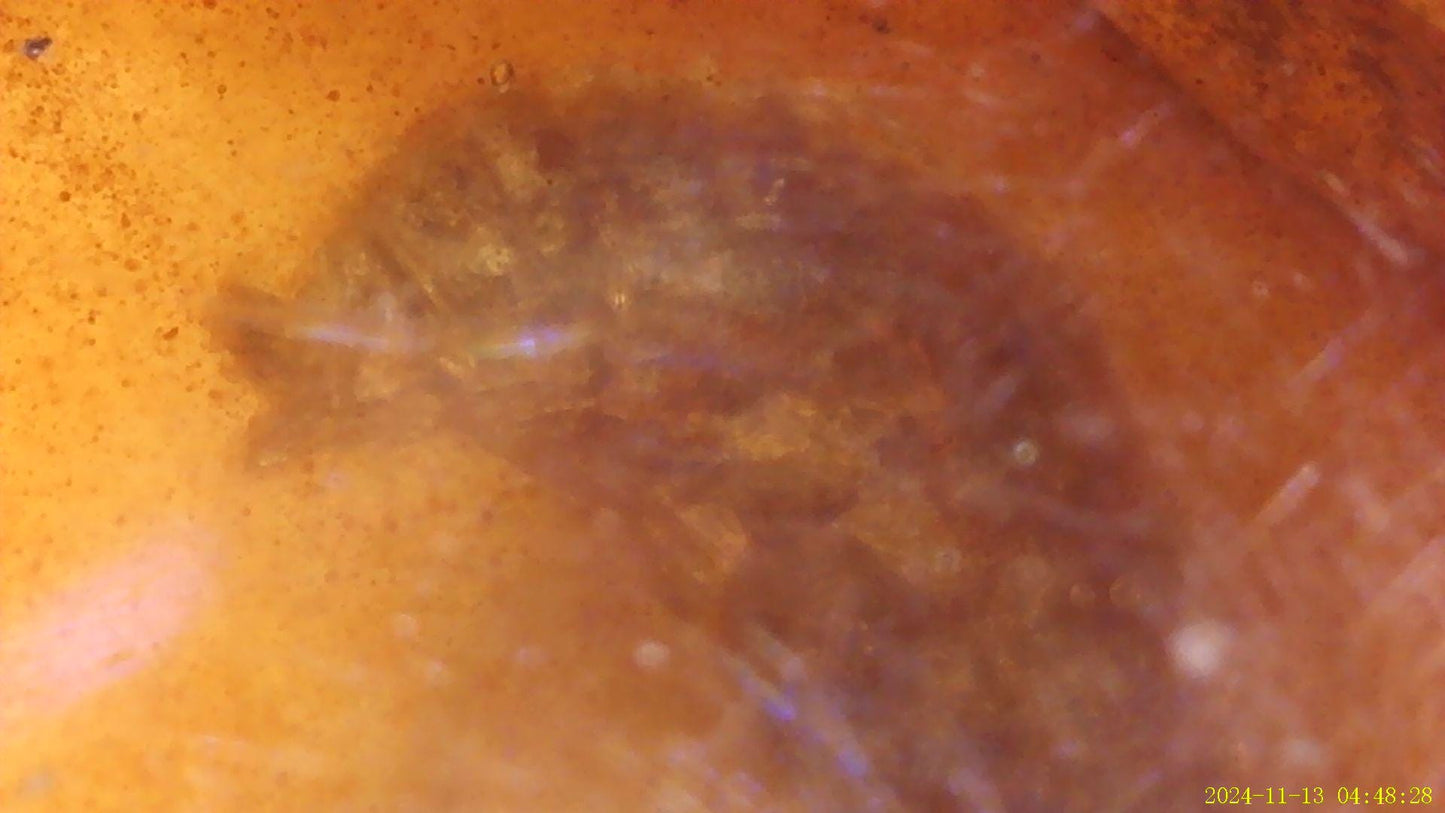 Burmese amber cabochon with Termite inside