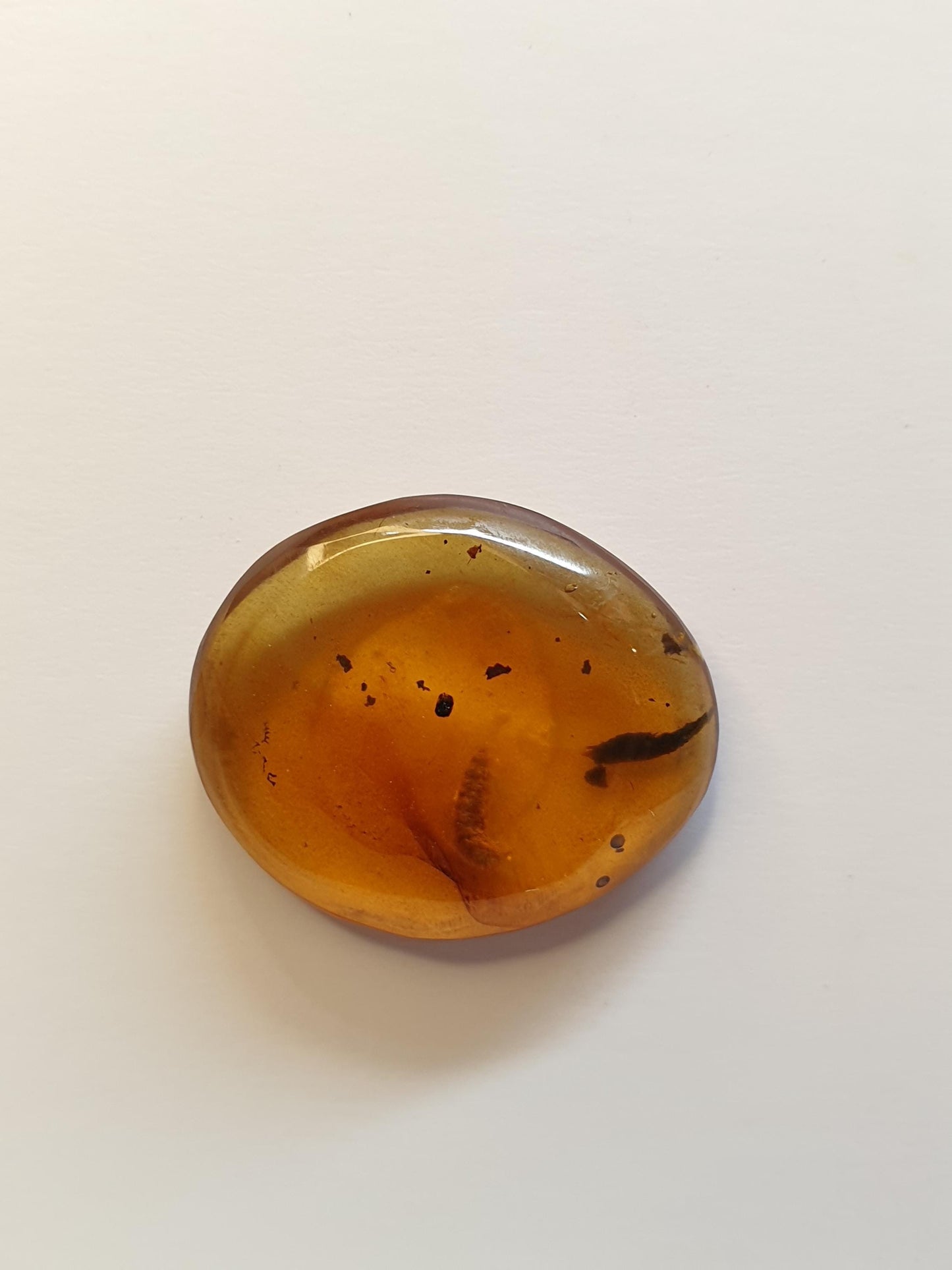 Burmese amber cabochon with Termite inside