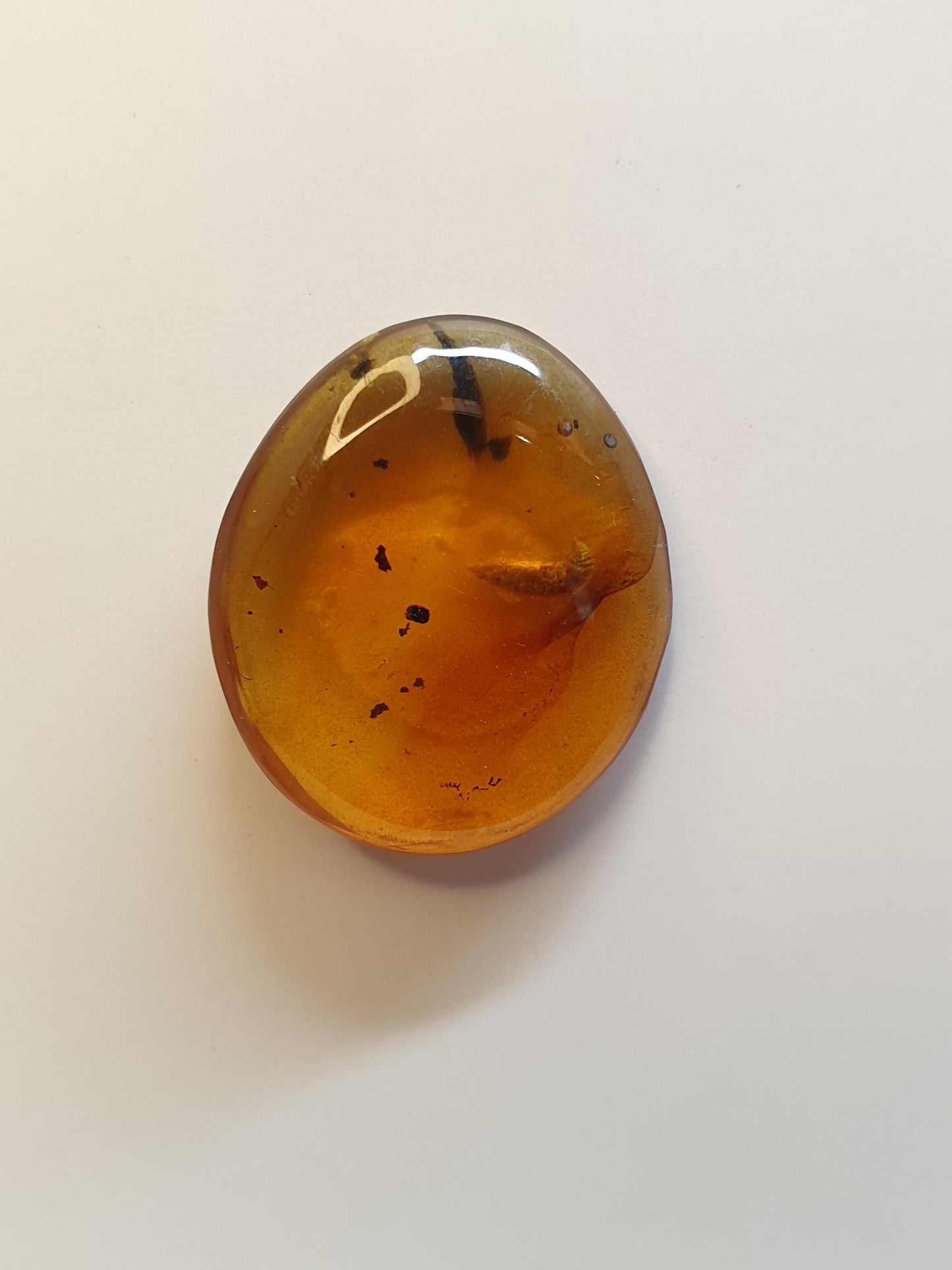 Burmese amber cabochon with Termite inside
